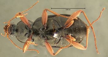 Media type: image;   Entomology 32992 Aspect: habitus ventral view